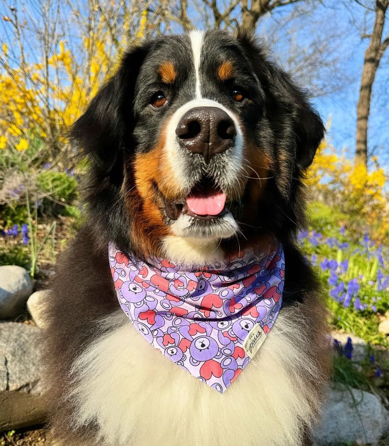 Bernese Mountain Dog