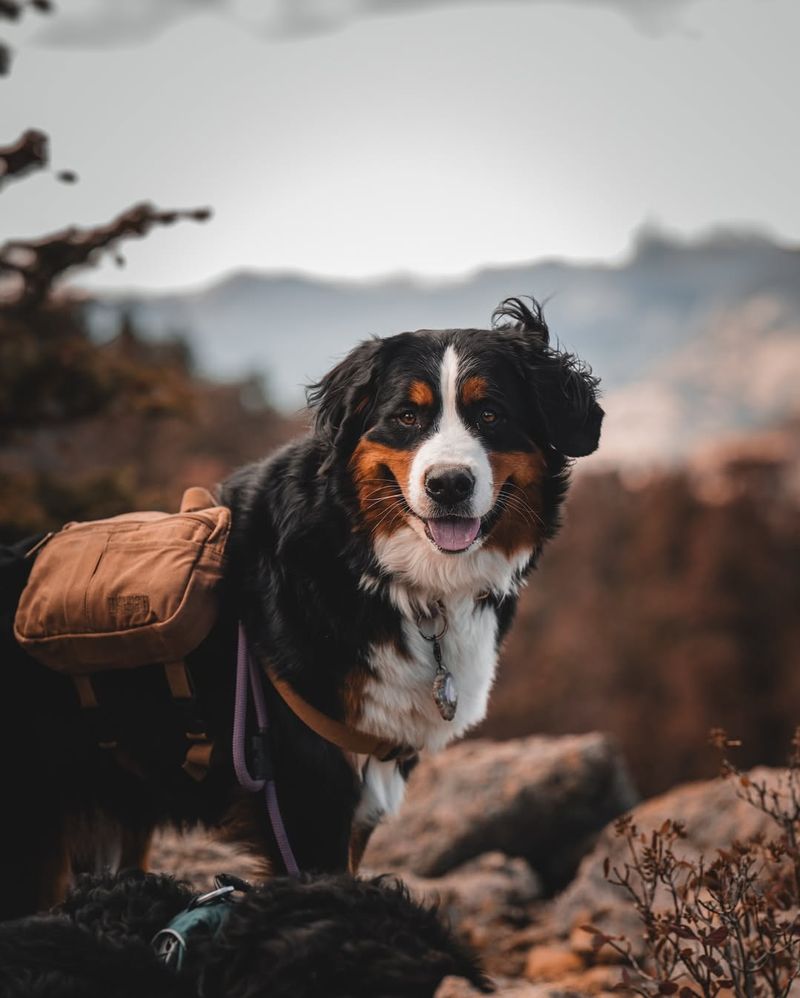 Bernese Mountain Dog