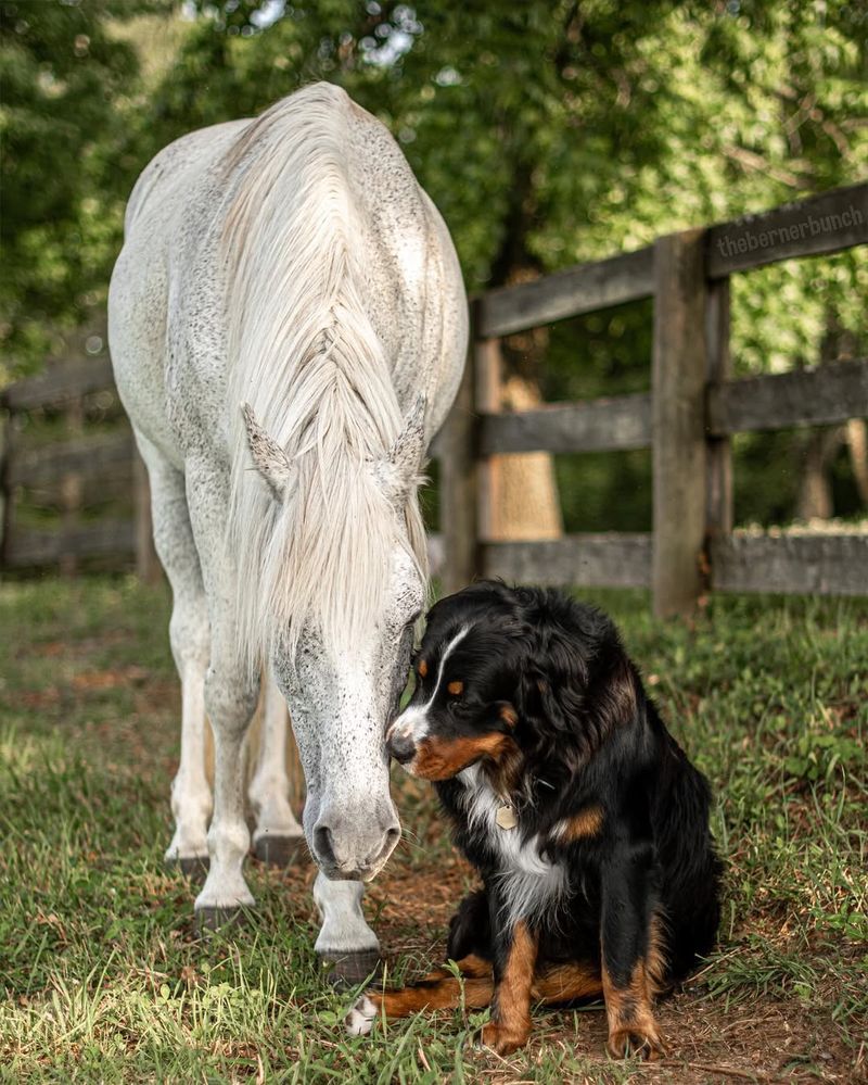 Bernese Mountain Dog