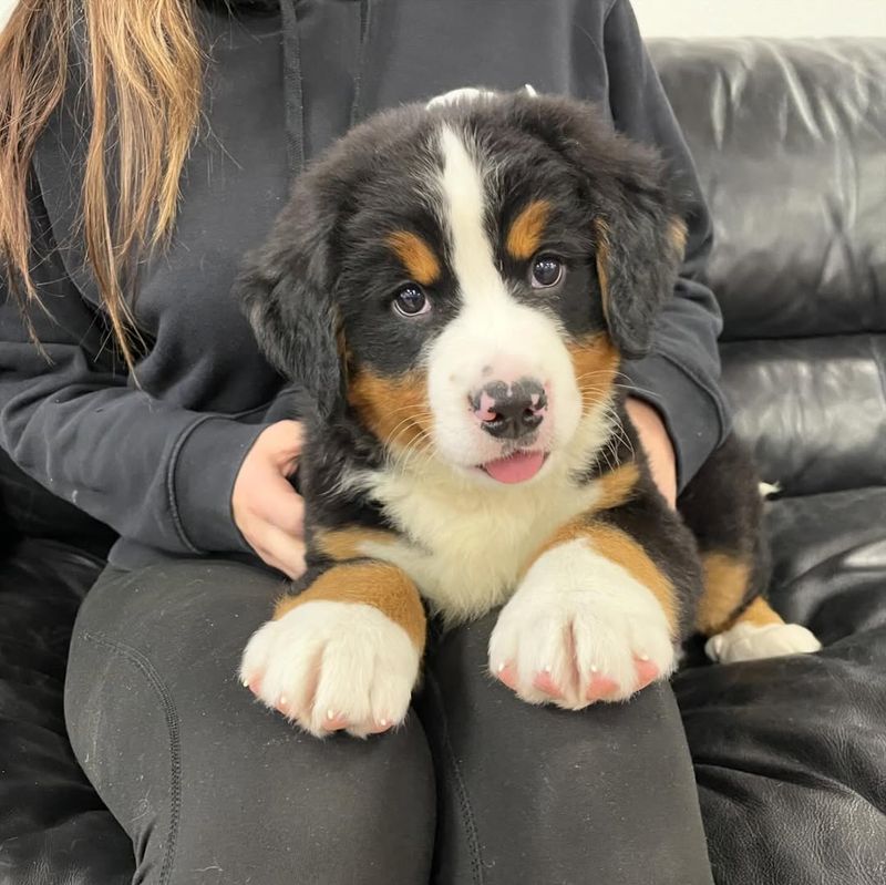 Bernese Mountain Dog Puppy