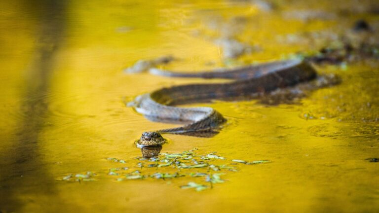 Beware Of Snakes In These U.S. Rivers