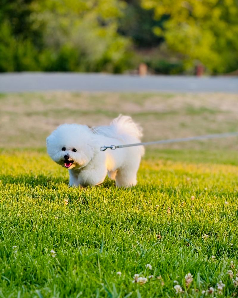 Bichon Frise