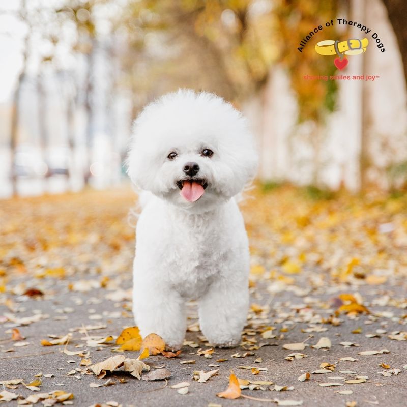 Bichon Frise