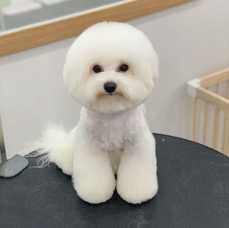 Bichon Frise