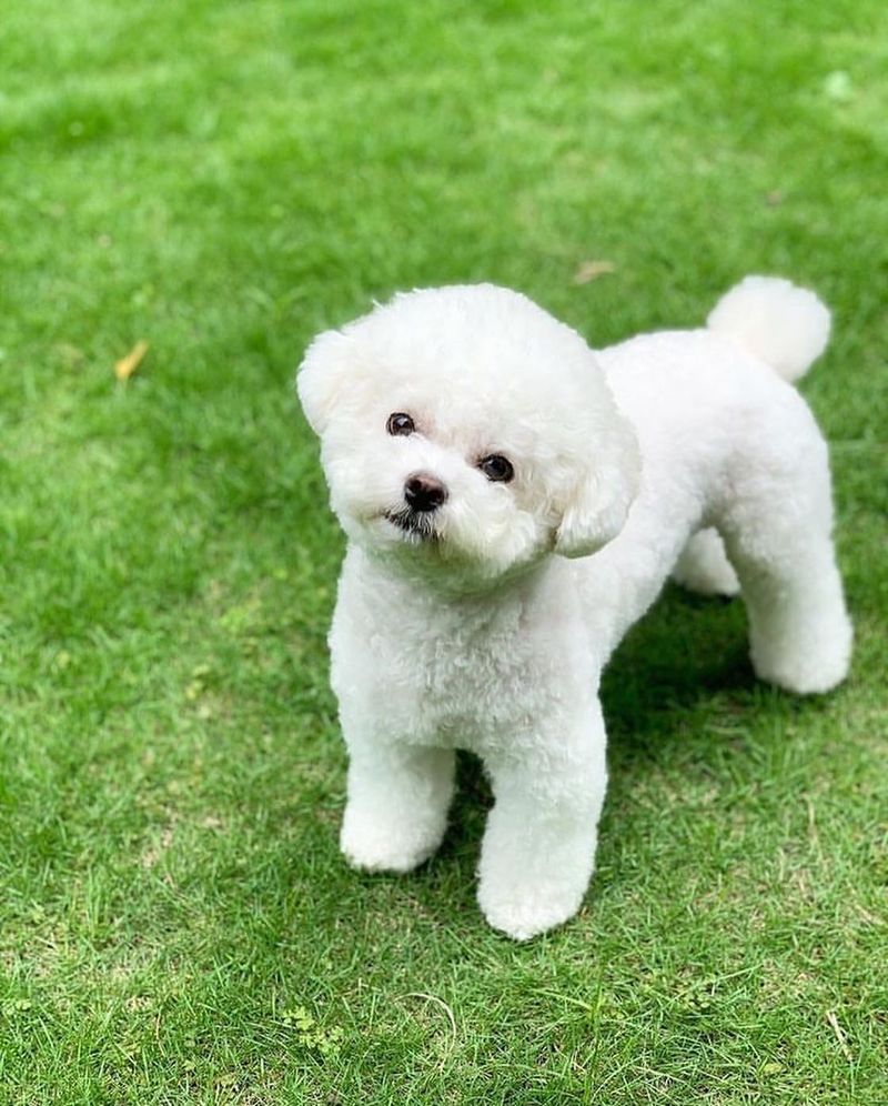 Bichon Frise