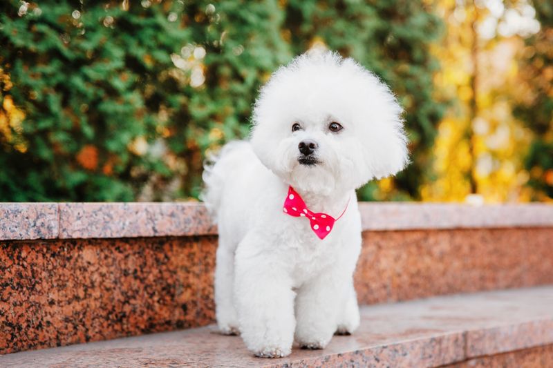 Bichon Frise