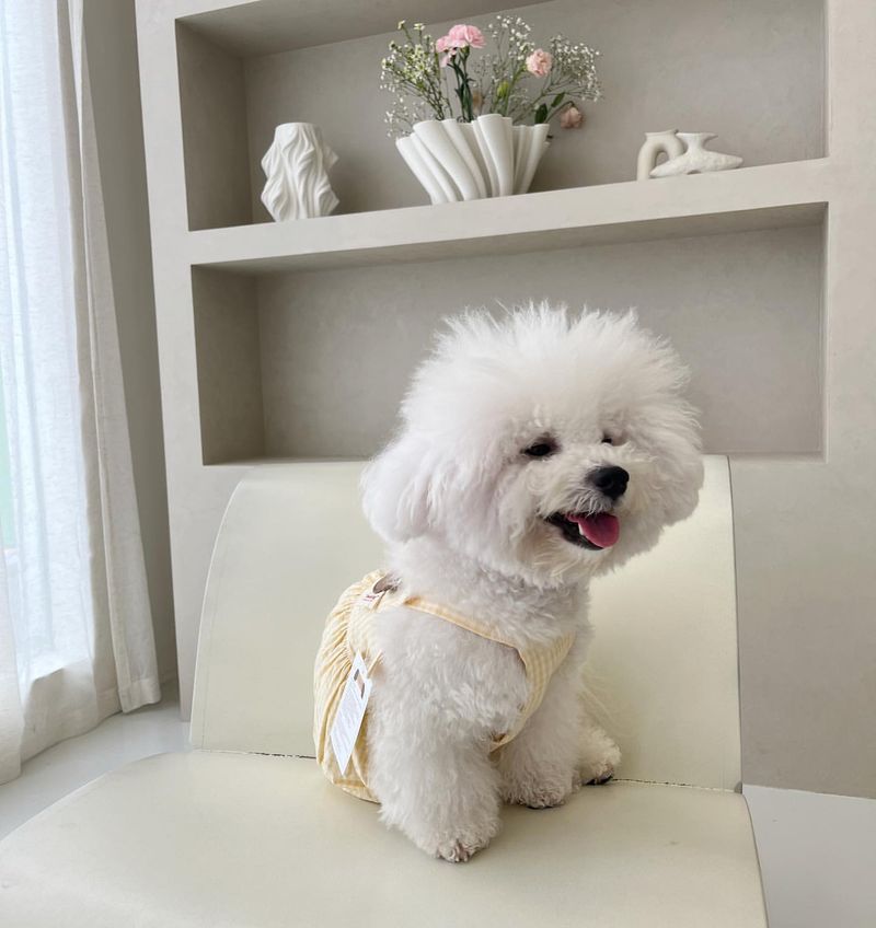 Bichon Frise