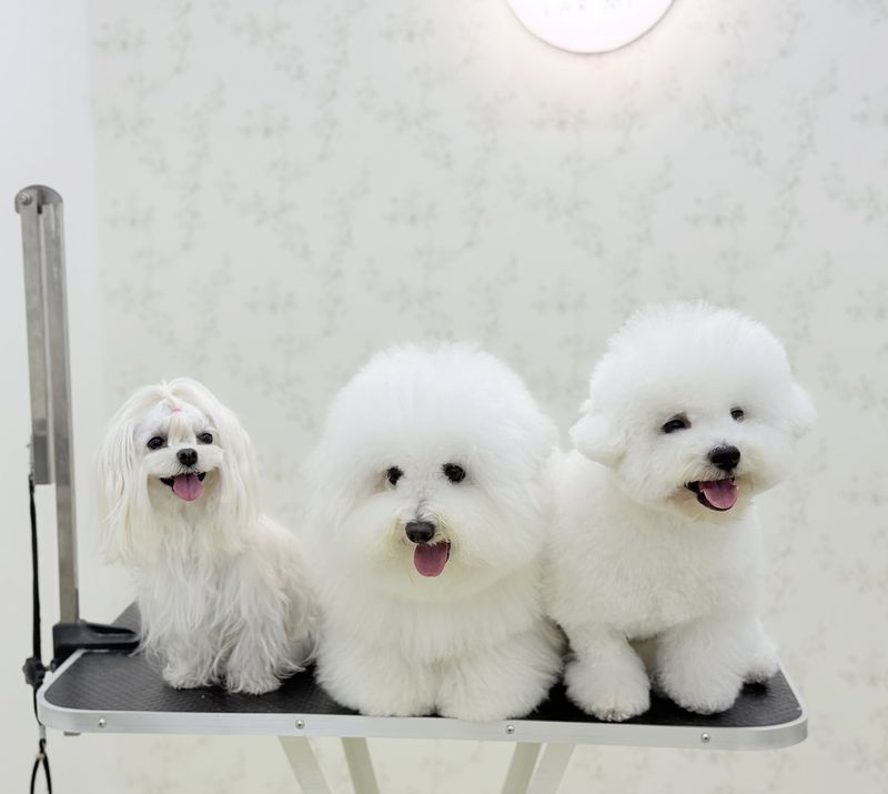 Bichon Frise