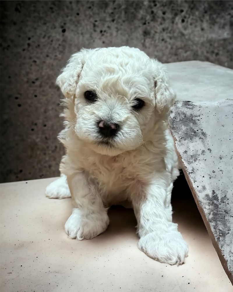 Bichon Frise Puppy