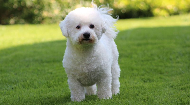 Bichon Frise