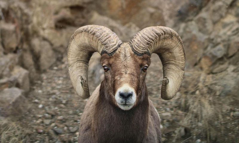 Bighorn Sheep