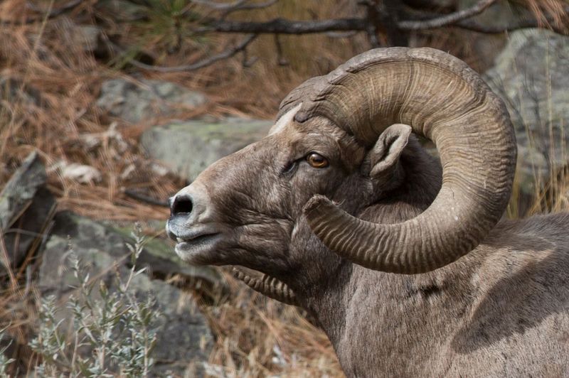 Bighorn Sheep