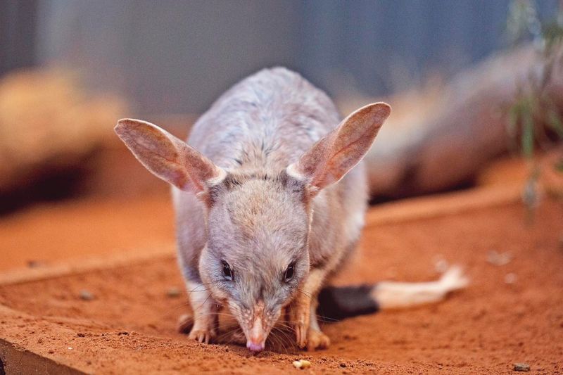 Bilby