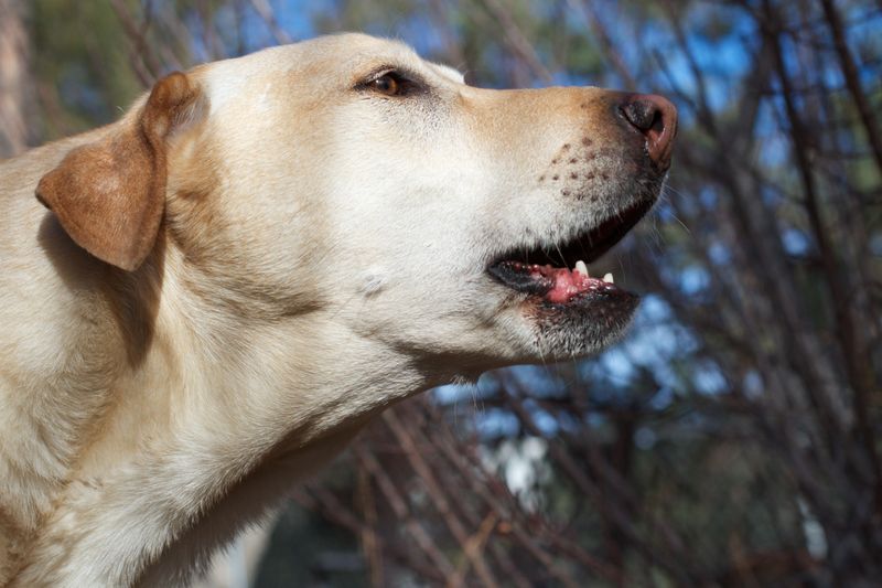 Bilingual Barking