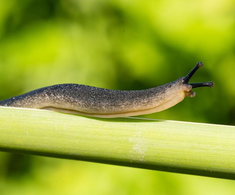 Bioluminescent Beauty and Slug Deterrent