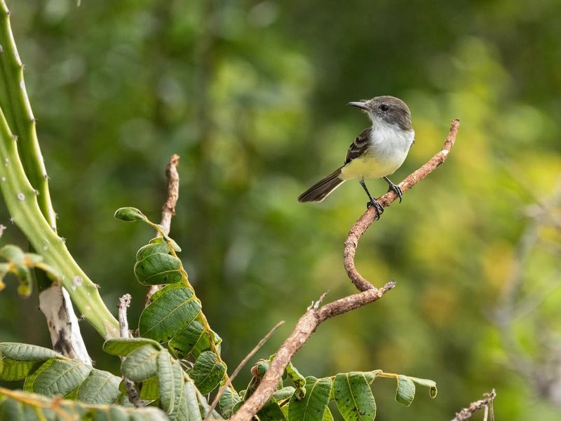 Bird Beaks For Catching Insects