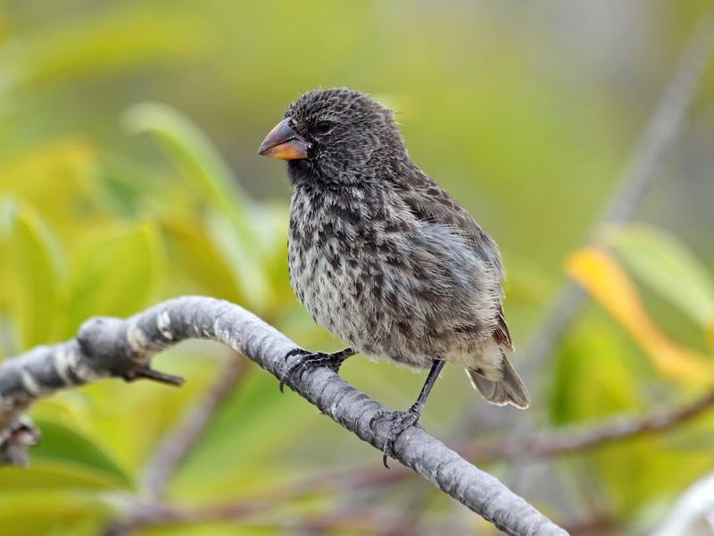 Bird Beaks For Cracking Seeds