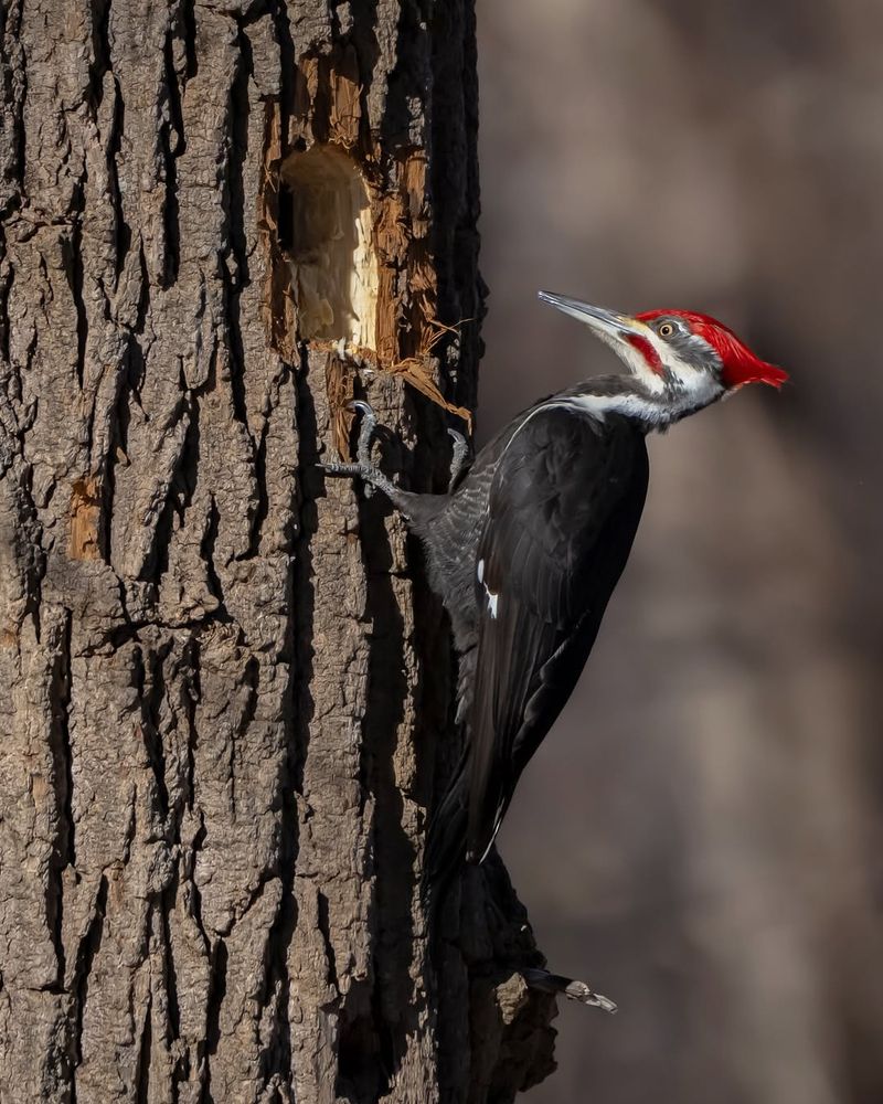 Bird Beaks For Drilling