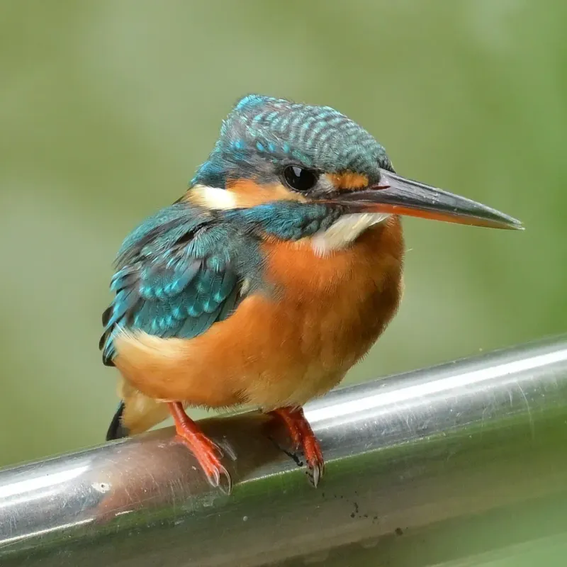 Bird Beaks For Grasping