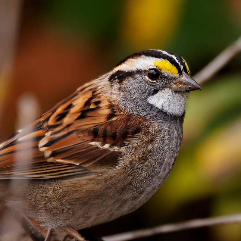 Bird Beaks For Pecking