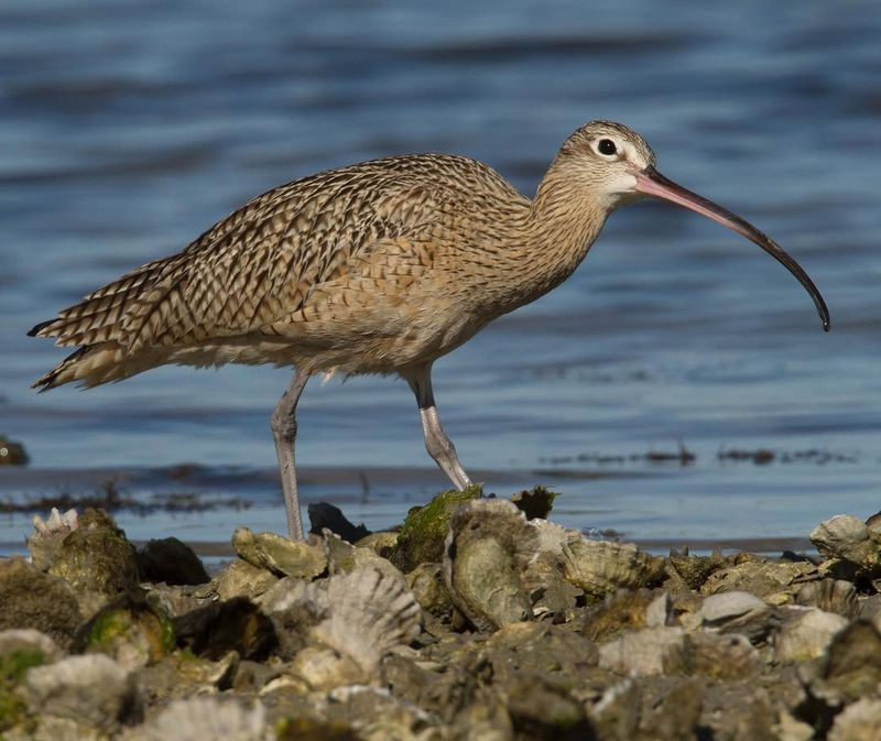 Bird Beaks For Probing