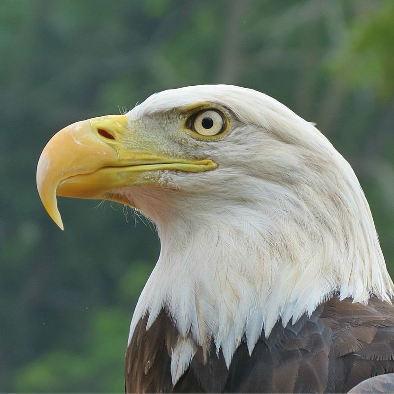 Bird Beaks For Ripping