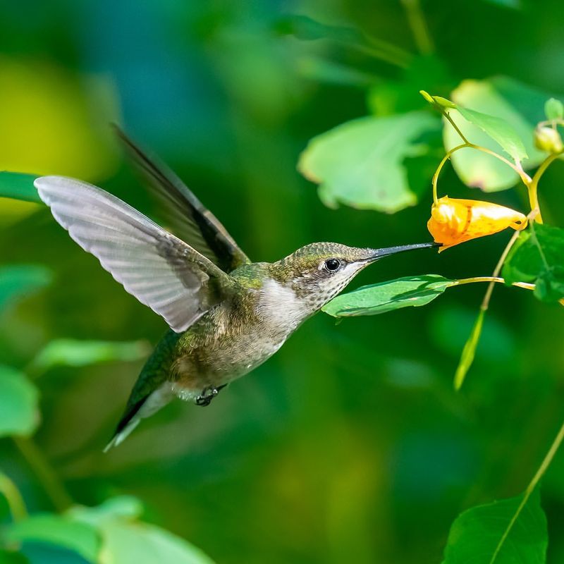 Bird Beaks For Sipping Nectar