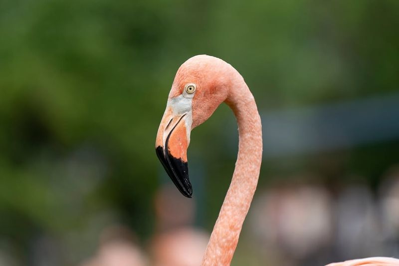 Bird Beaks For Straining