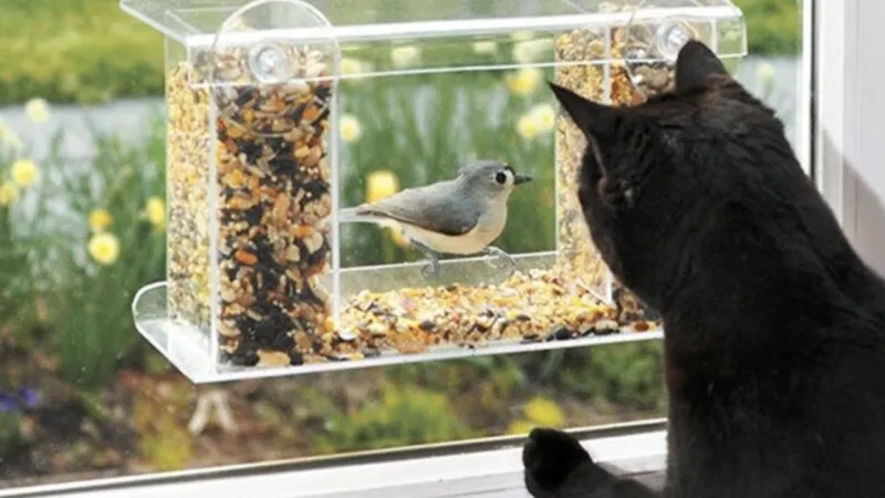 Bird Feeders by Windows