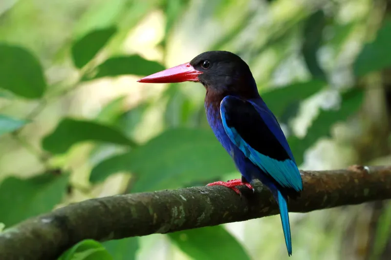 Bird Watching In The Amazon Rainforest, Brazil