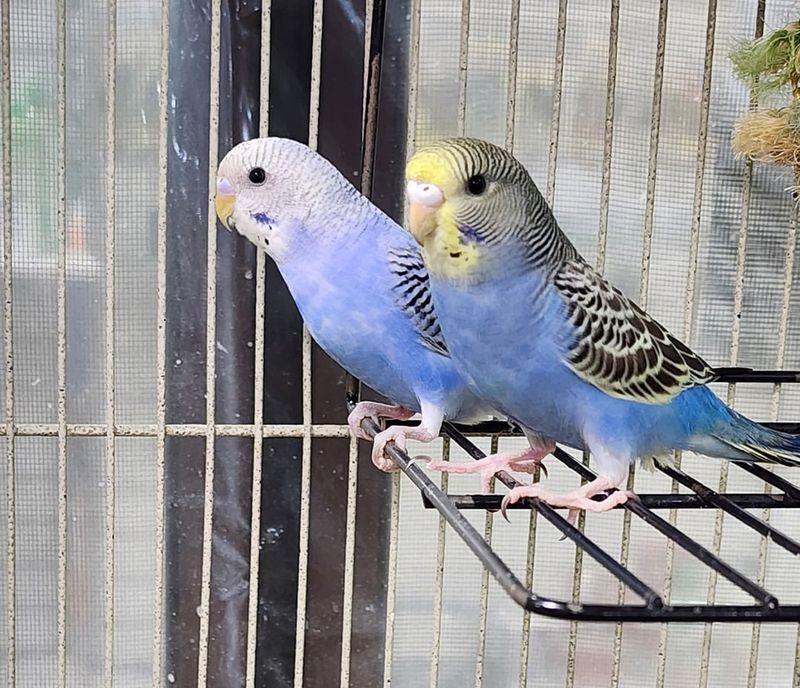 Birds Are Low-Maintenance Pets