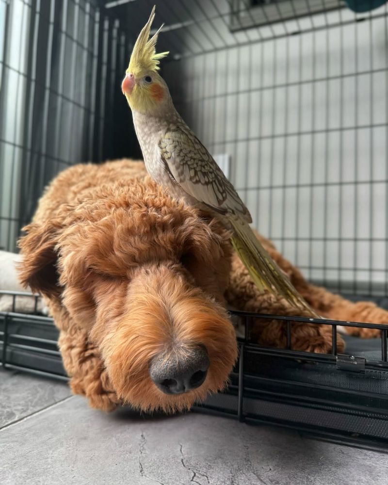 Birds Can't Live with Other Pets