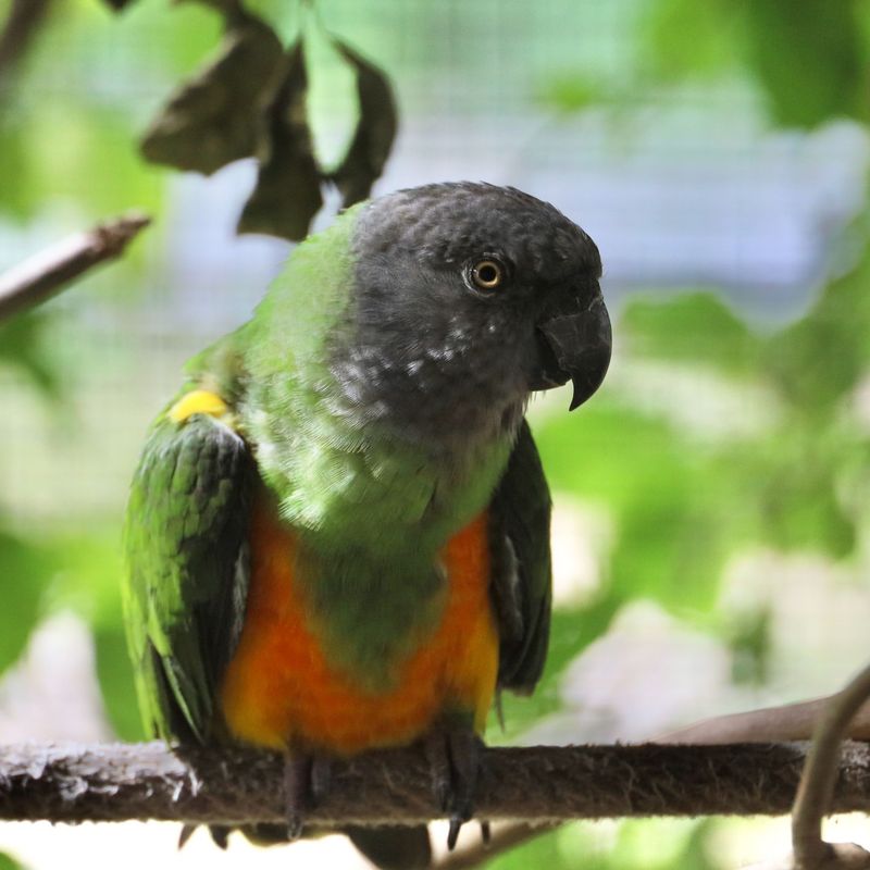 Birds Can Be Left Alone for Long Periods