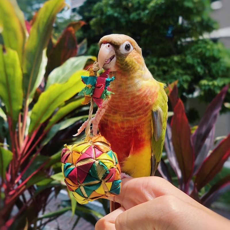 Birds Don't Need Toys or Enrichment