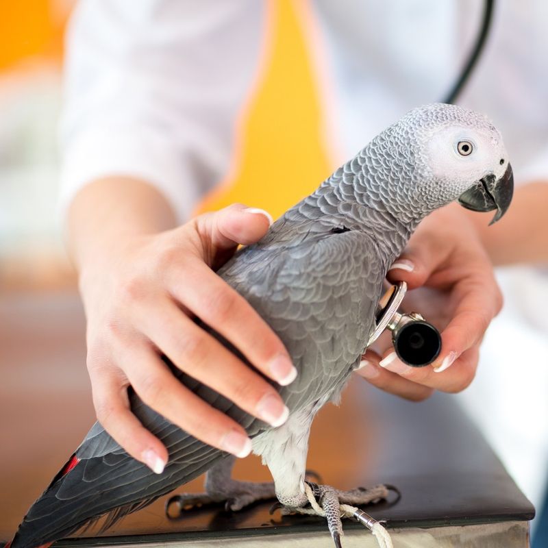 Birds Don't Require Veterinary Care