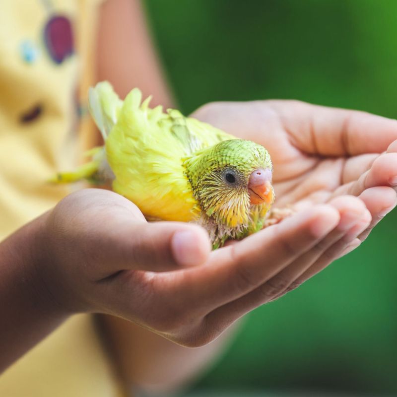 Birds Will Bond with Everyone Equally