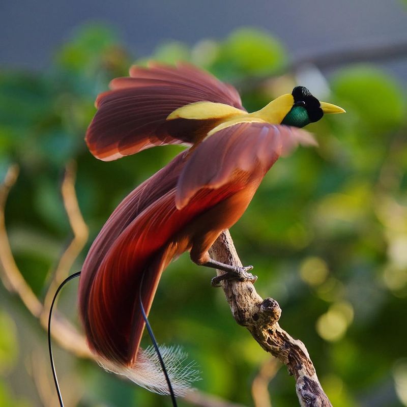 Birds of Paradise