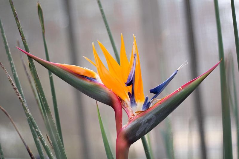 Birds of Paradise