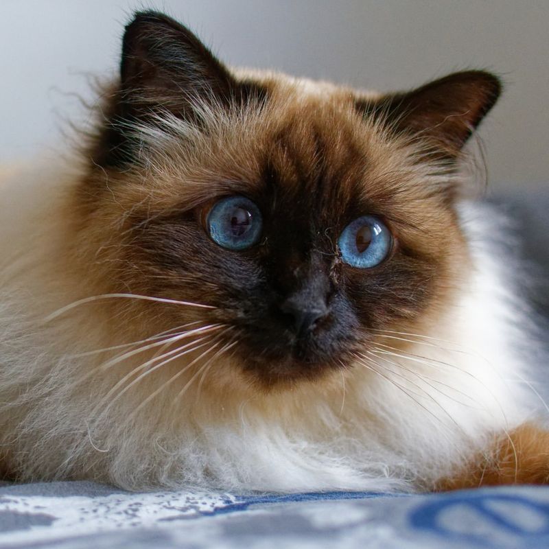 Birman