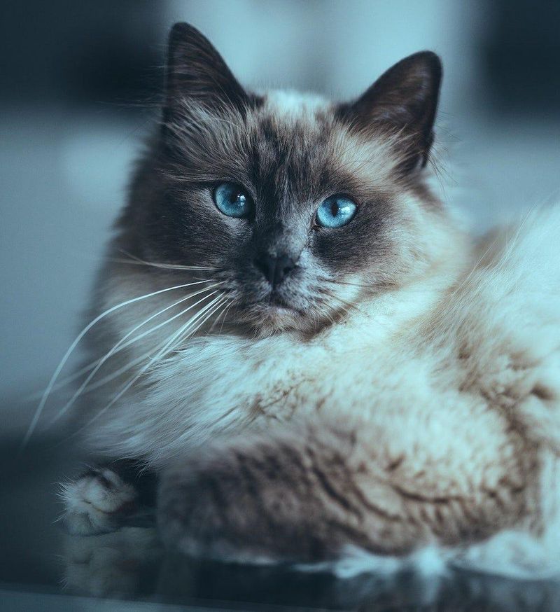 Birman