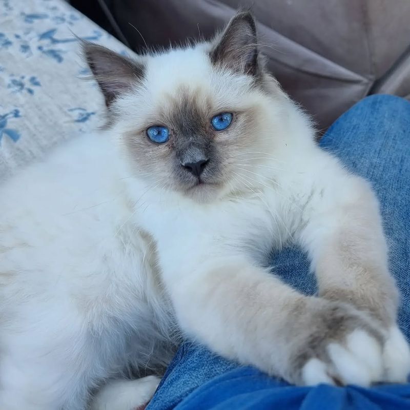 Birman Cat