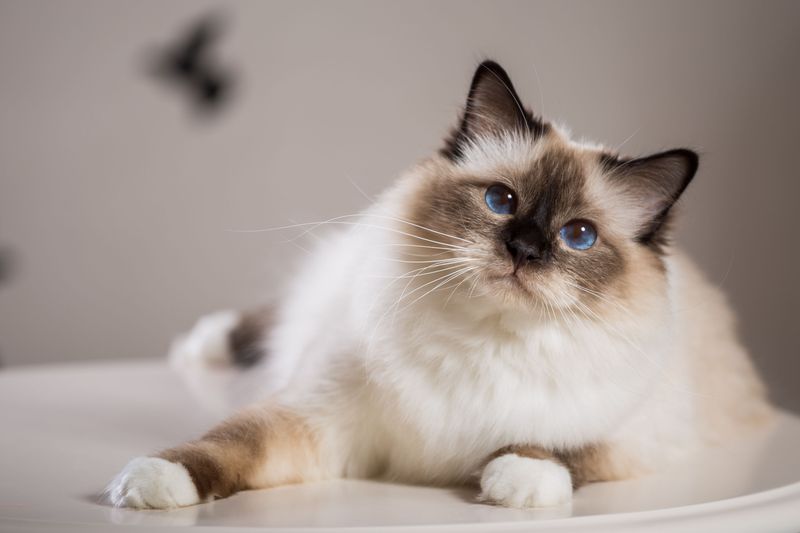 Birman Cat