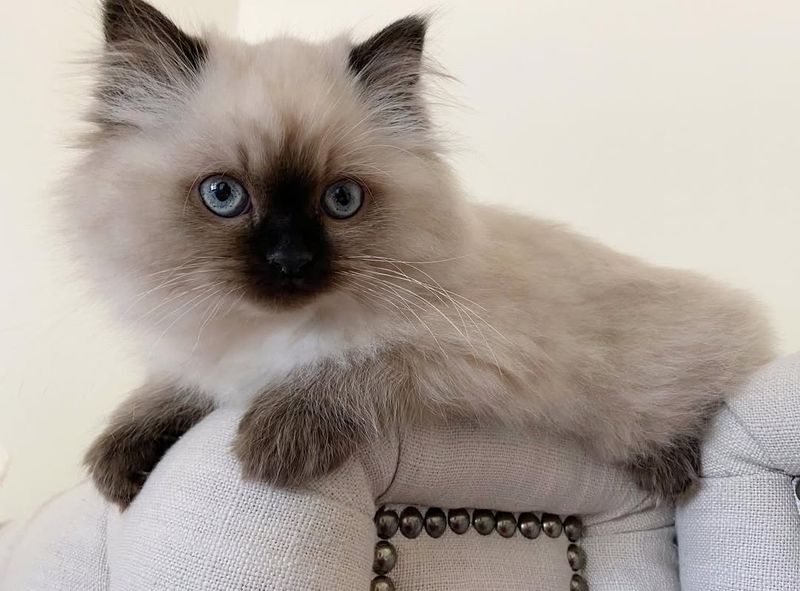 Birman Kitten