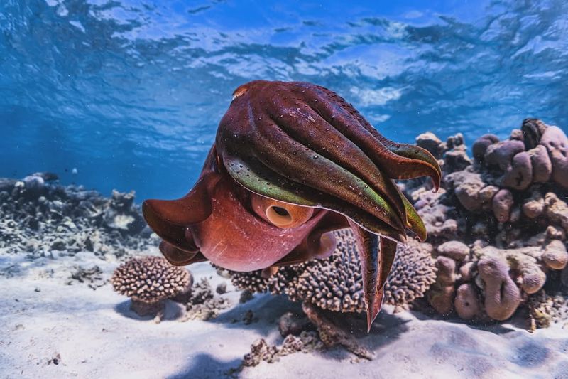 Cuttlefish – Camouflage And Intelligence