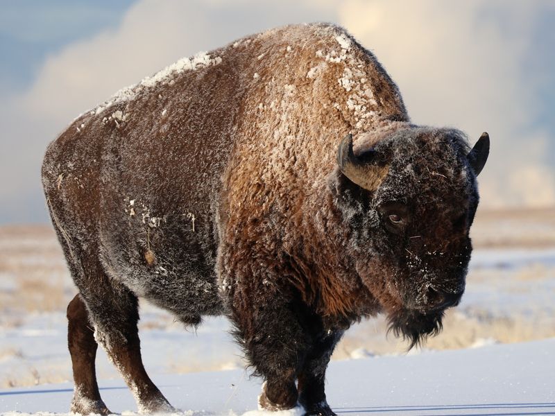 Bison's Role in Modern Agriculture