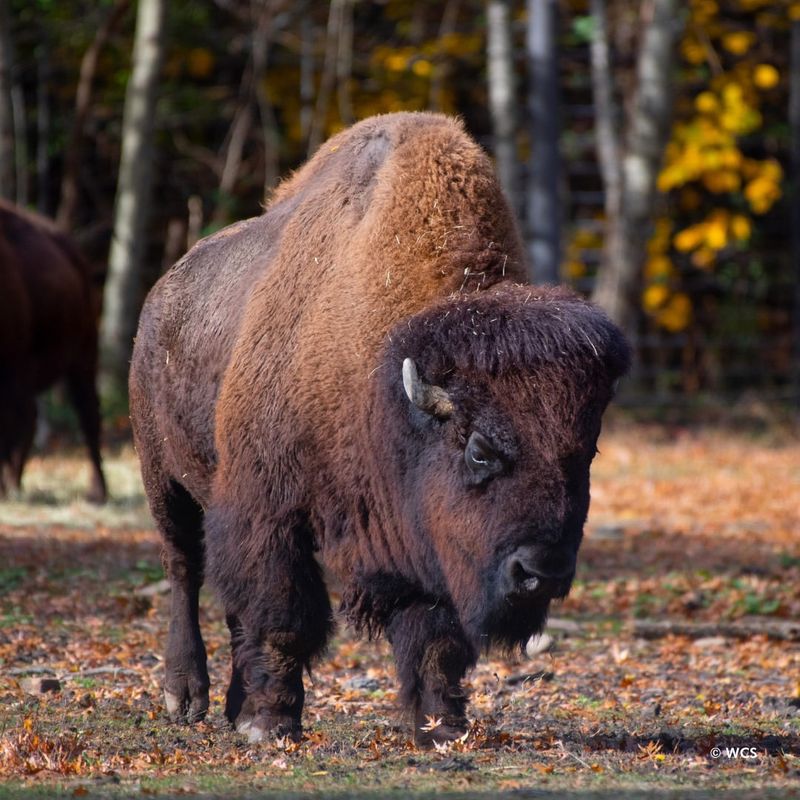 Bison