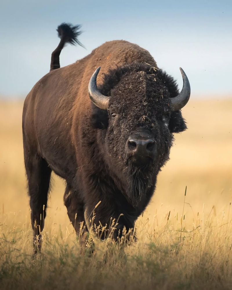 Bison