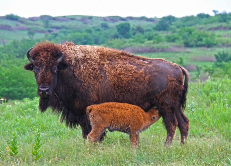 Bison Babies: A Springtime Spectacle