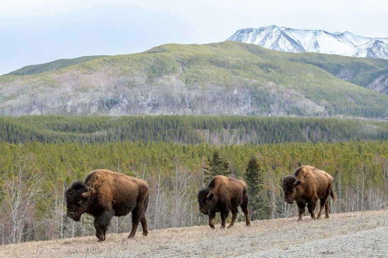 Bison vs. Buffalo: The Name Game