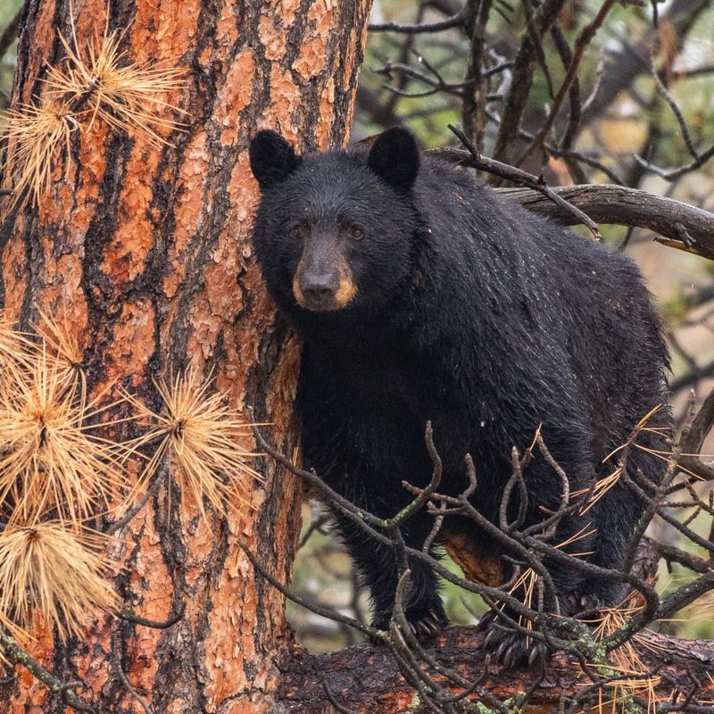 Black Bear